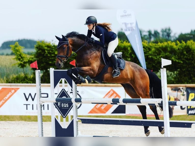 Warmblood checo Caballo castrado 9 años 170 cm Castaño in Brno