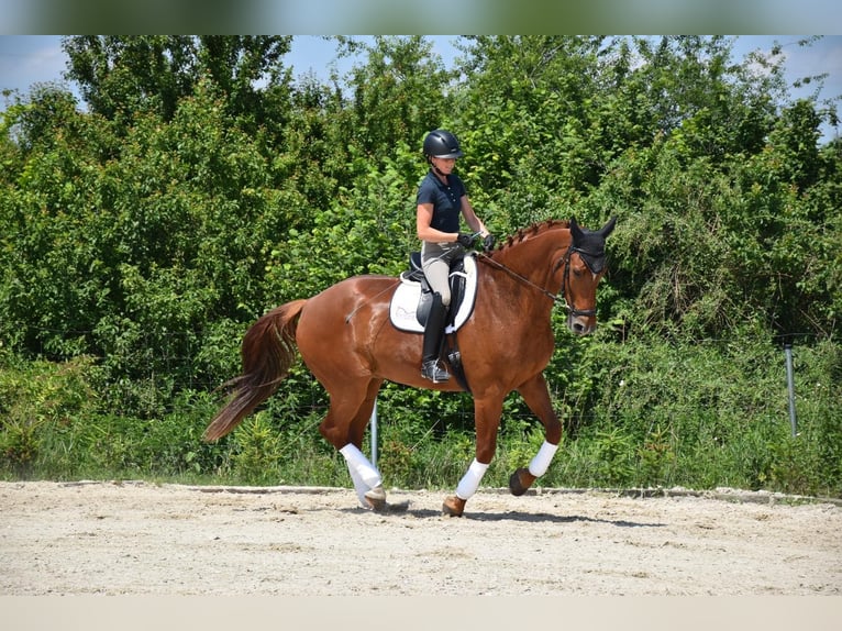 Warmblood checo Caballo castrado 9 años 175 cm Alazán in Prag