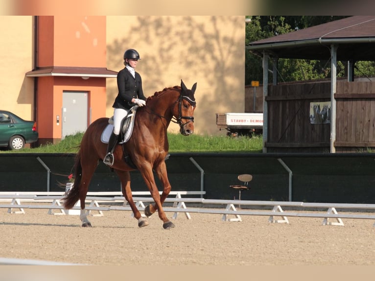 Warmblood checo Caballo castrado 9 años 175 cm Alazán in Prag