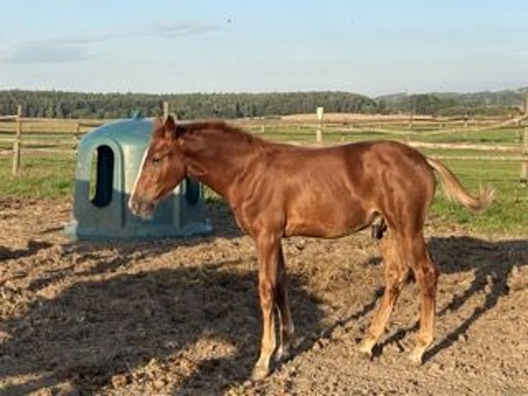 Warmblood checo Semental 1 año Alazán-tostado in PRIBRAM