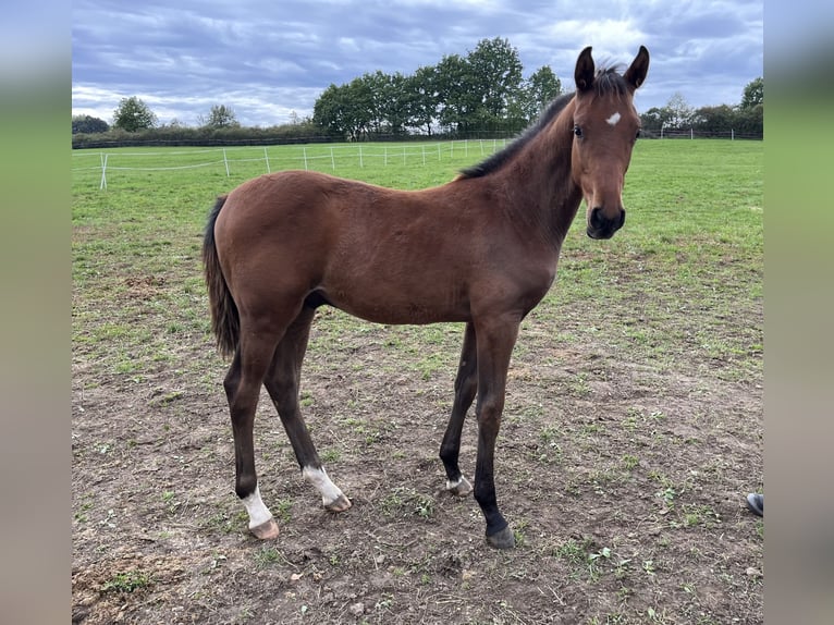 Warmblood checo Semental 1 año Castaño rojizo in Krsice
