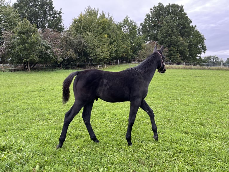 Warmblood checo Semental 1 año Musgo in Krsice
