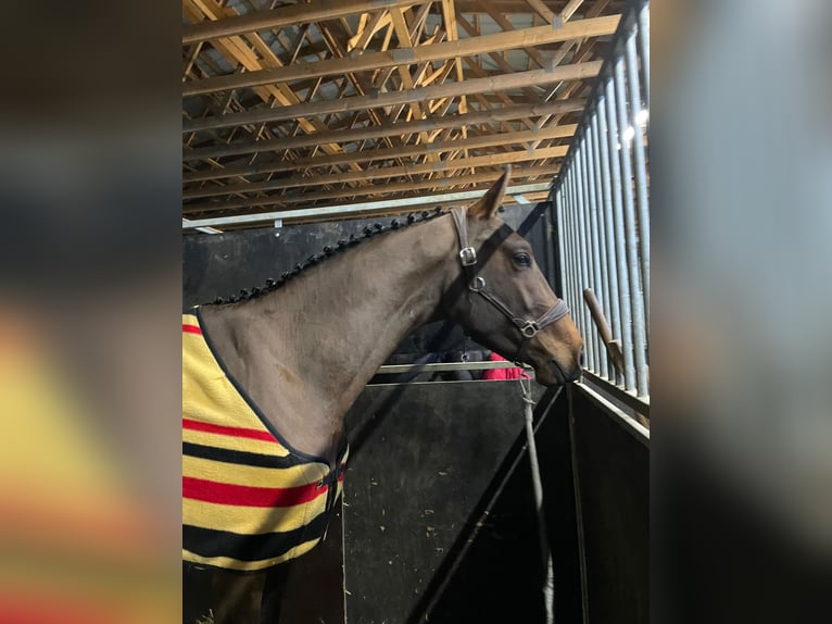Warmblood checo Semental 3 años 170 cm Castaño in Lužice