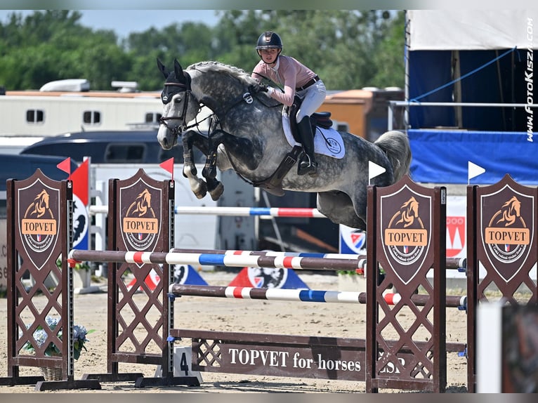 Warmblood checo Semental 7 años 169 cm  in Poxdorf