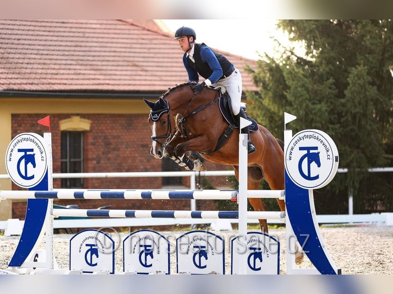 Warmblood checo Semental 7 años 170 cm Castaño in Pisek