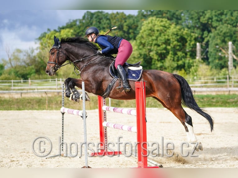Warmblood checo Yegua 10 años 173 cm Castaño in Ceske Budejovice