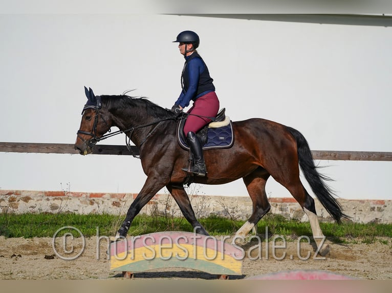 Warmblood checo Yegua 10 años 173 cm Castaño in Ceske Budejovice