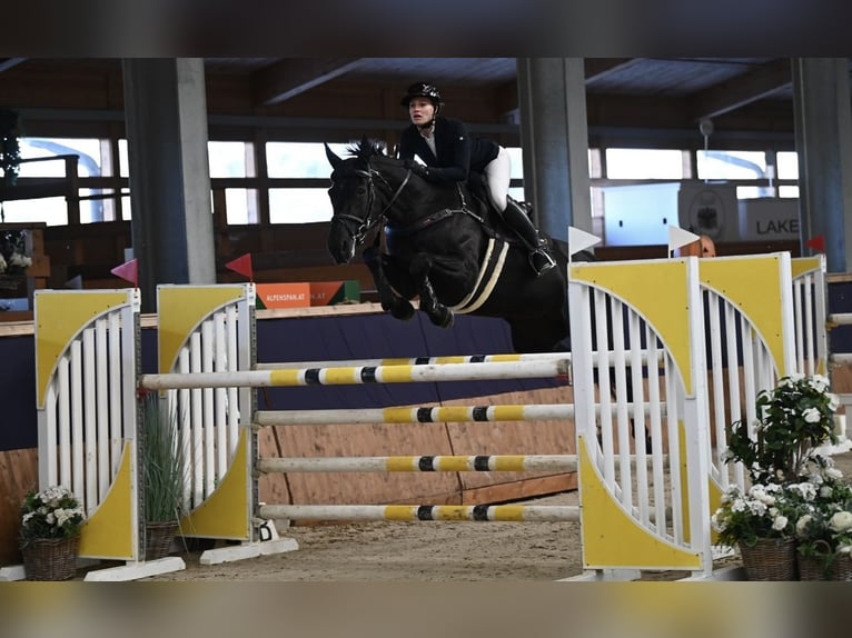 Warmblood checo Yegua 10 años 176 cm Negro in St. Margarethen bei Knittelfeld