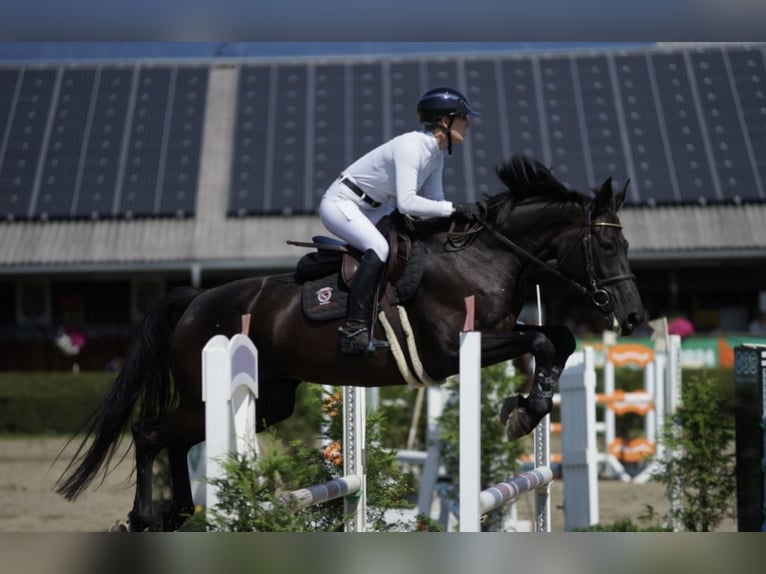 Warmblood checo Yegua 10 años 176 cm Negro in St. Margarethen bei Knittelfeld