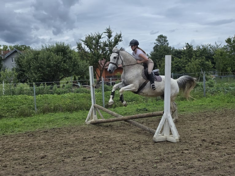 Warmblood checo Yegua 11 años 163 cm White/Blanco in Zagreb