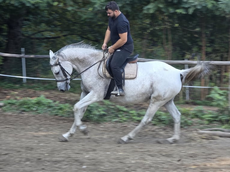 Warmblood checo Yegua 11 años 163 cm White/Blanco in Zagreb