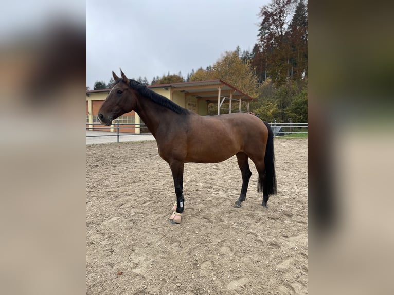 Warmblood checo Yegua 11 años 165 cm Castaño in Albstadt