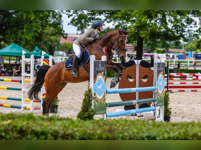 Warmblood checo Yegua 11 años 166 cm Castaño in Michalowice