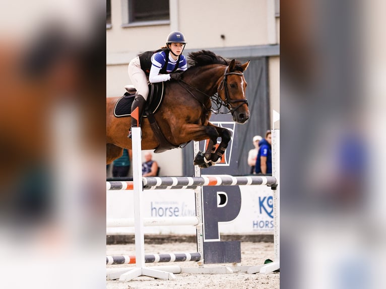 Warmblood checo Yegua 11 años 166 cm Castaño in Michalowice