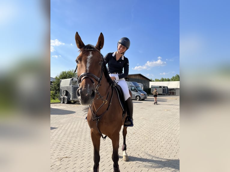 Warmblood checo Yegua 11 años 166 cm Castaño in Michalowice