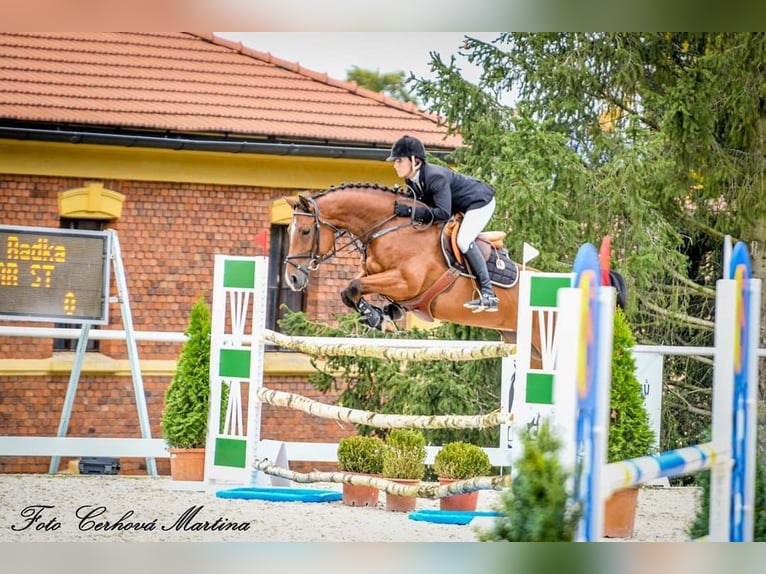 Warmblood checo Yegua 12 años 165 cm Castaño rojizo in PRIBRAM