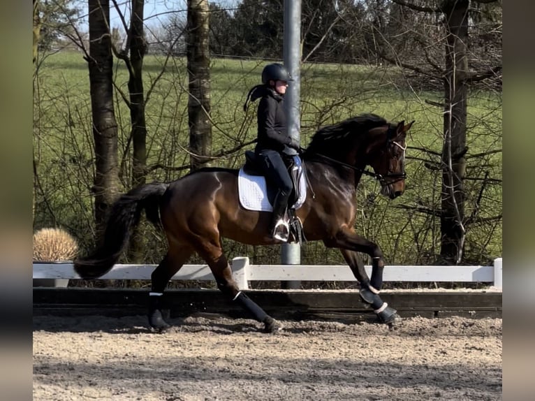 Warmblood checo Yegua 12 años 168 cm Castaño in Erkrath