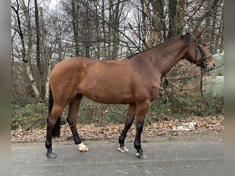 Warmblood checo Yegua 12 años 170 cm Castaño in Overath
