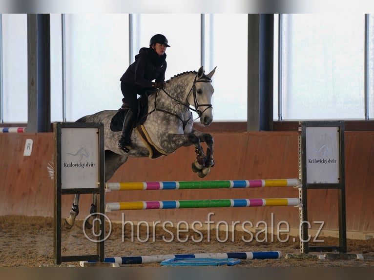 Warmblood checo Yegua 12 años 175 cm Tordo in Region Prag