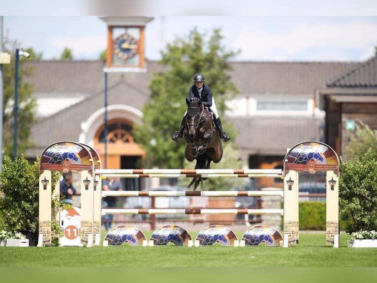 Warmblood checo Yegua 13 años 172 cm Castaño oscuro in Prag