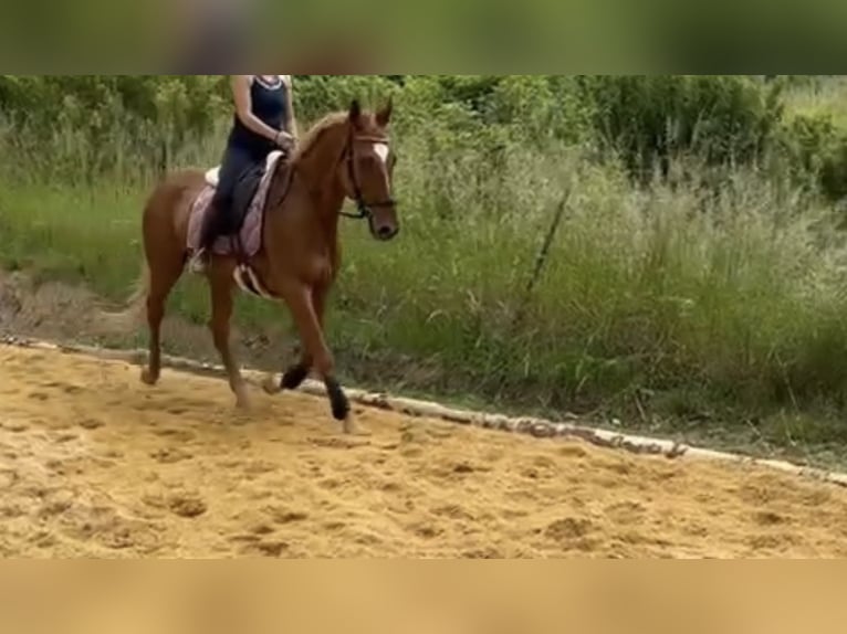 Warmblood checo Mestizo Yegua 14 años 165 cm Alazán in Strass