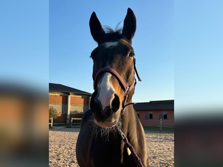 Warmblood checo Yegua 14 años 165 cm Castaño in Prag