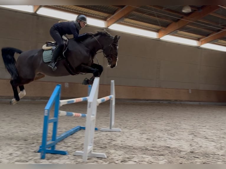 Warmblood checo Yegua 14 años 165 cm Castaño in Prag