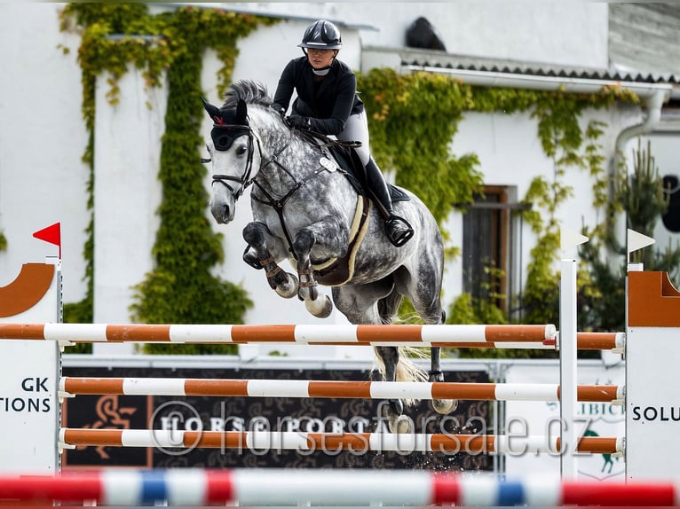 Warmblood checo Yegua 14 años 175 cm Tordo in Region Prag