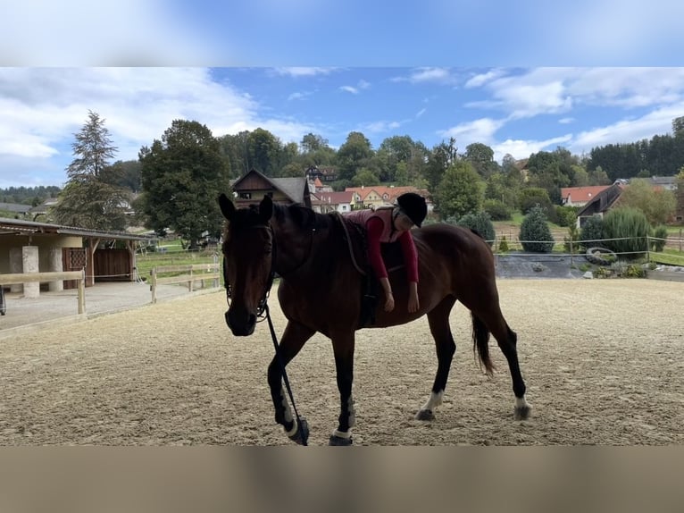 Warmblood checo Yegua 16 años 162 cm Castaño in Brodersdorf