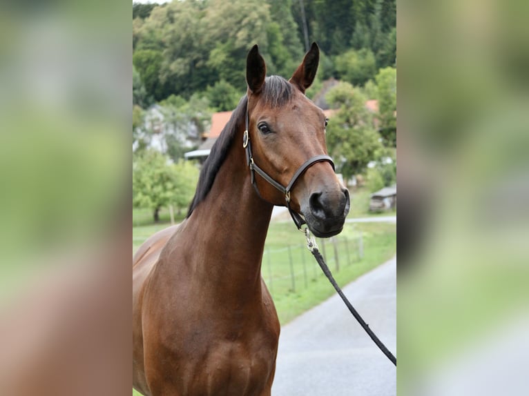 Warmblood checo Yegua 16 años 162 cm Castaño in Brodersdorf