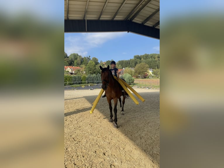 Warmblood checo Yegua 16 años 162 cm Castaño in Brodersdorf