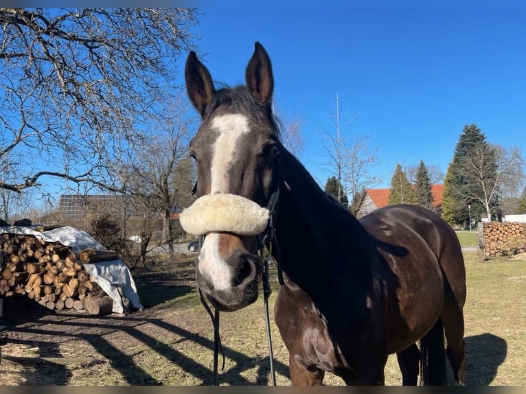 Warmblood checo Yegua 16 años 177 cm Castaño in Wangen im Allgäu