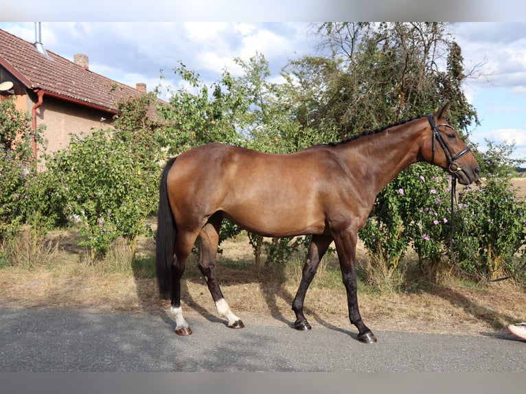 Warmblood checo Yegua 16 años Castaño in Podebrady