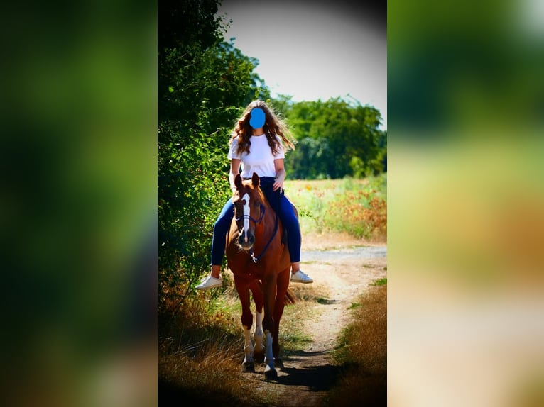 Warmblood checo Mestizo Yegua 18 años 161 cm Alazán in Dossenheim