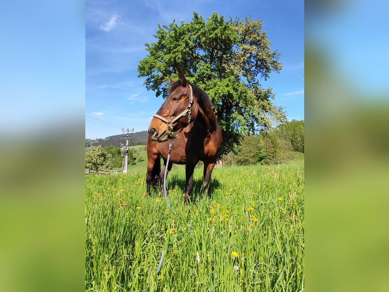 Warmblood checo Yegua 18 años 170 cm Castaño-ruano in Lasberg