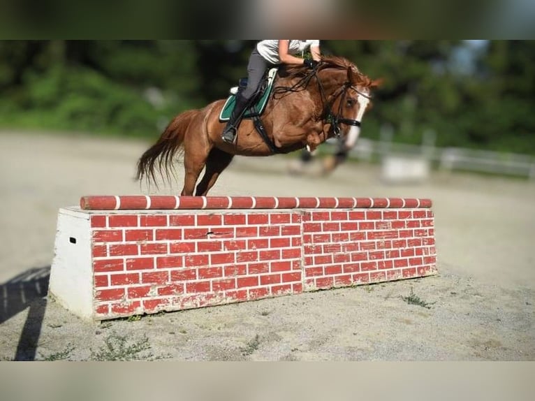 Warmblood checo Yegua 19 años 171 cm Alazán in Mittergoggitsch