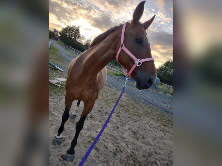 Warmblood checo Yegua 19 años 173 cm Castaño in Immenreuth