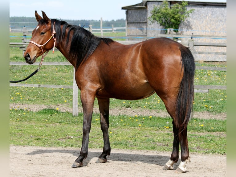 Warmblood checo Yegua 2 años Castaño in Plzen