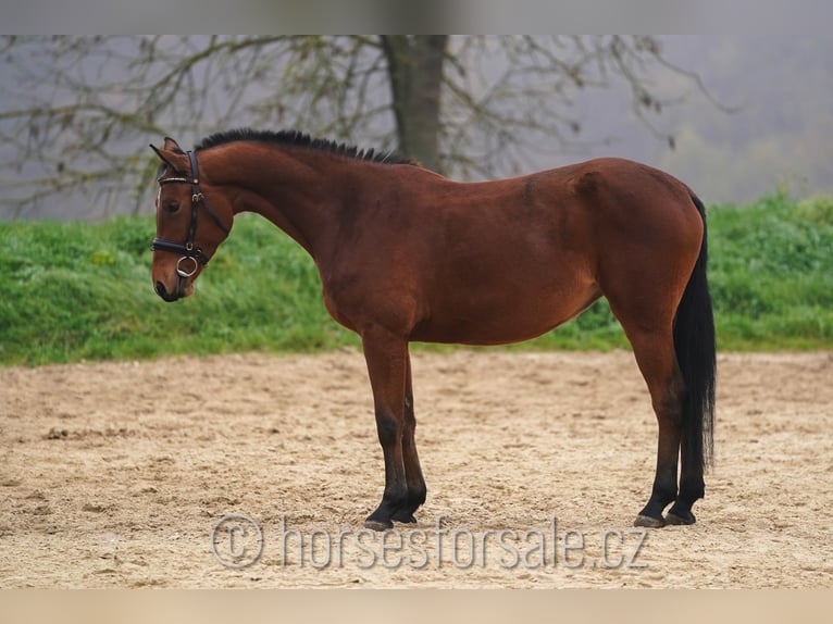 Warmblood checo Yegua 4 años 160 cm Castaño in Ceske Budejovice