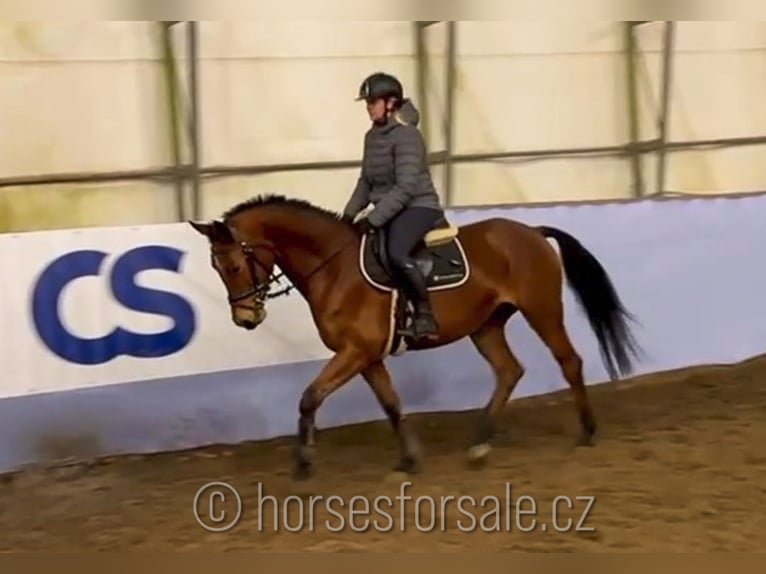 Warmblood checo Yegua 4 años 160 cm Castaño in Ceske Budejovice