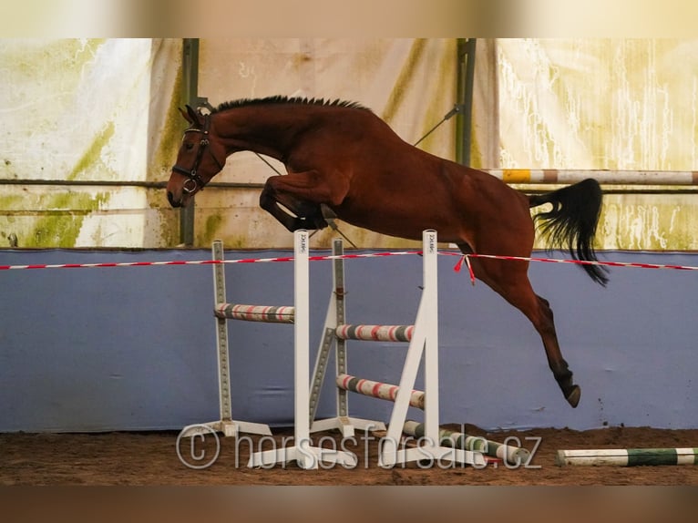 Warmblood checo Yegua 4 años 160 cm Castaño in Ceske Budejovice