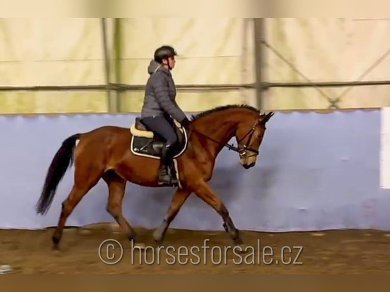 Warmblood checo Yegua 4 años 160 cm Castaño in Ceske Budejovice