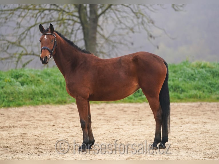 Warmblood checo Yegua 4 años 160 cm Castaño in Ceske Budejovice