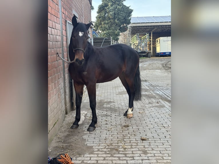 Warmblood checo Yegua 4 años 164 cm Castaño oscuro in RheinbergRheinberg