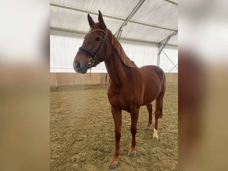 Warmblood checo Yegua 4 años 170 cm Alazán-tostado in Brno