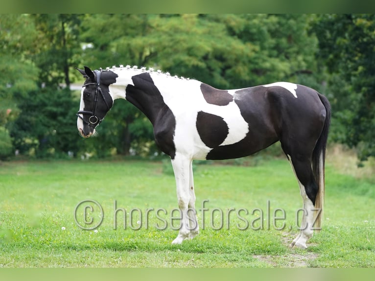 Warmblood checo Yegua 4 años 171 cm Pío in Beroun