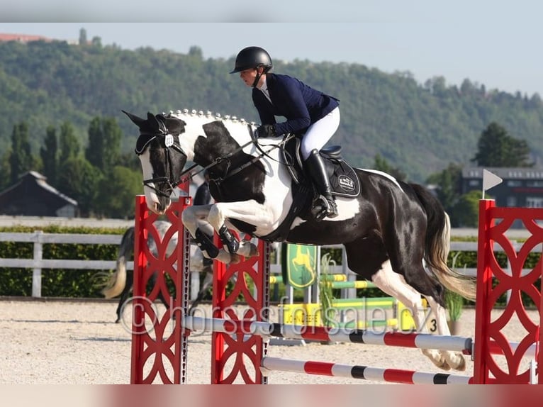 Warmblood checo Yegua 4 años 171 cm Pío in Beroun