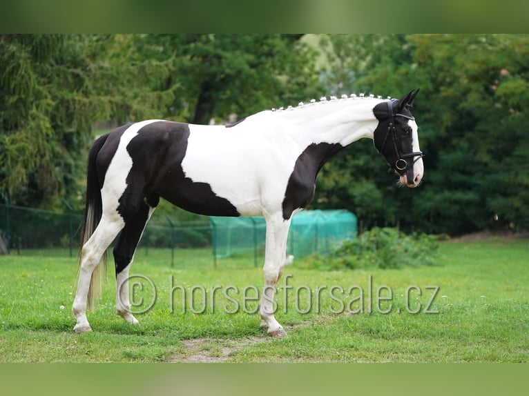 Warmblood checo Yegua 4 años 171 cm Pío in Beroun