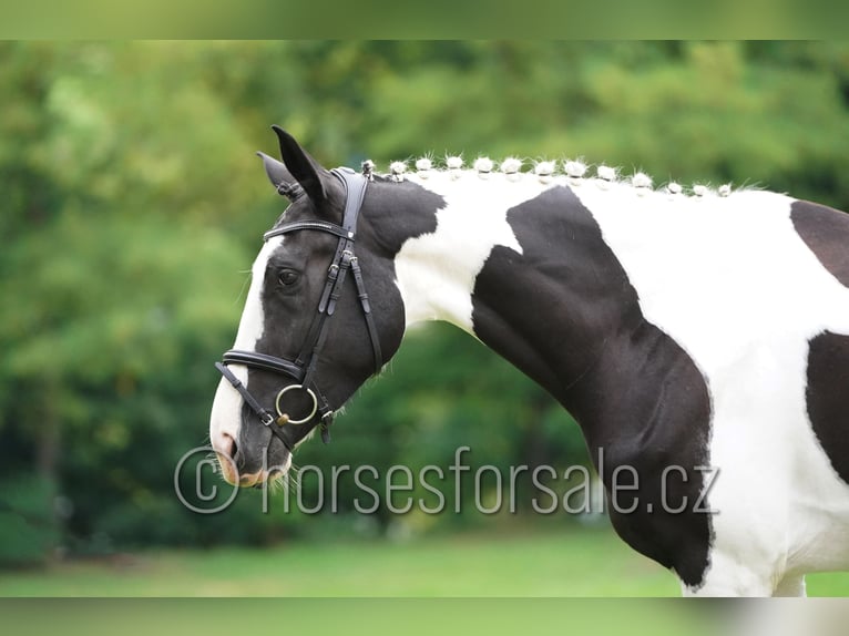 Warmblood checo Yegua 4 años 171 cm Pío in Beroun