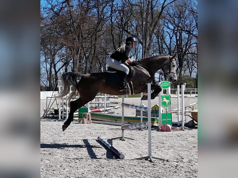 Warmblood checo Yegua 5 años 164 cm Tordo in Prague